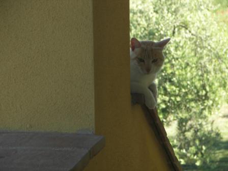 Tigre on the balcony